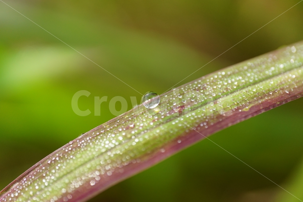 물방울,이슬,풀잎,자연,접사,빛망울,식물,구슬,아침,오전,유리,투명,waterdrop,감성,감성사진,힐링,힐링사진,느낌,분위기,feel,feeling,유리구슬,아침이슬,싱싱한,싱싱하다,싱그러운,싱그럽다,nature,macro,신비,신비한,신비하다,신기한,신기하다,신기,순수,순수하다,맑은,맑다,이파리,스냅,스넵,snap,식물,자연,plants,nature