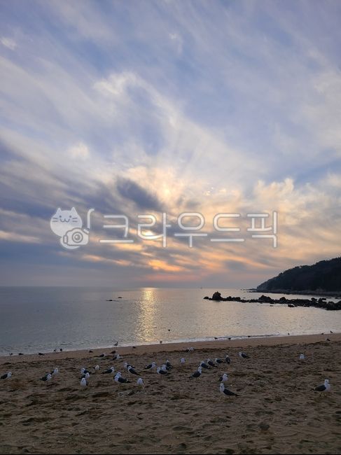 cloud,Beach,ocean,sunset,Seagull,sun