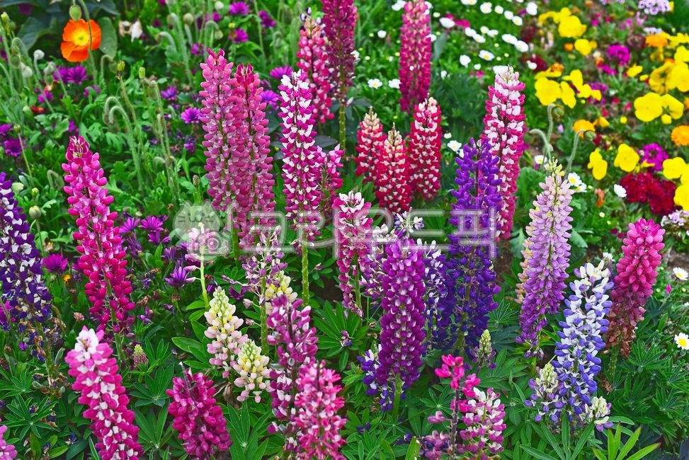 fancy,white flower,foxglove,flower bed,yellow,lupine,flower garden,horticultural plants,Orange,ornamental,Lily,red,Margaret,lily flower,lavender,park,blossom,green,Nasturtium flower,light purple,lilies,flower,outdoor,outdoors,blue,background,various,plant