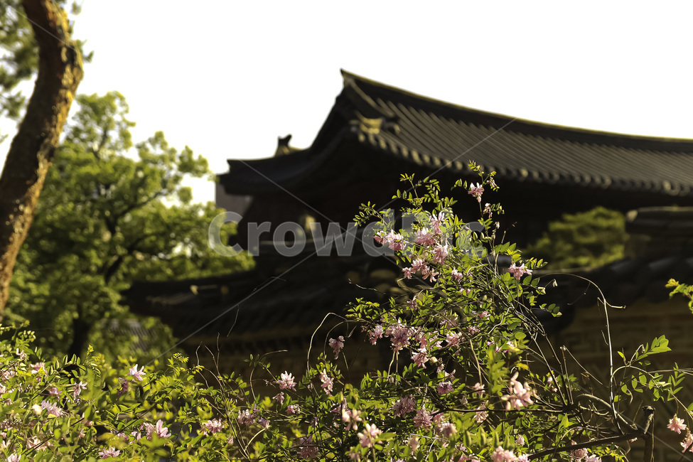 서울,덕수궁,풍경,궁,궁전,꽃,한국문화,한국전통,건축물