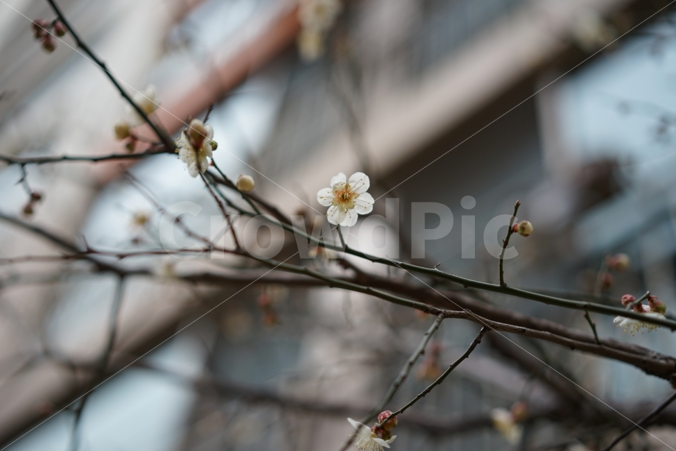 봄,흰,화이트,벚꽃,봄꽃,계절,꽃,아름다움,프리티,일상,식물,자연,plants,nature,봄,계절,spring,season,꽃,flower,plant,blossom