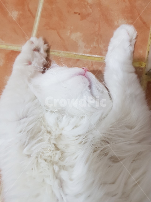 고양이,고양이발바닥,발바닥,핑크젤리,젤리,페르시안,터키쉬앙고라,고양이코,고양이턱,동물,하얀고양이,고양이입,동물,animal,포유류,mammal,고양이,cat,kitten,kitty