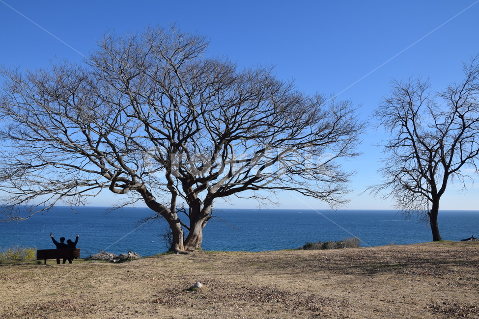 울주,연인,나무,바다,겨울,겨울여행,겨울,계절,winter,season,자연,풍경,nature,landscape,식물,plants,나무,trees,wood,tree,plant,tree trunk,나무 줄기,ground,바닥