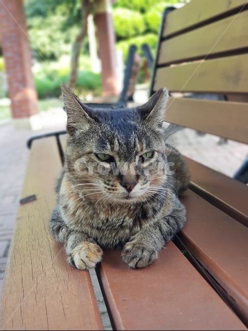 고양이,길고양이,길냥이,cat,귀여움,cute,동물,animal,포유류,mammal,고양이,cat,kitten,kitty