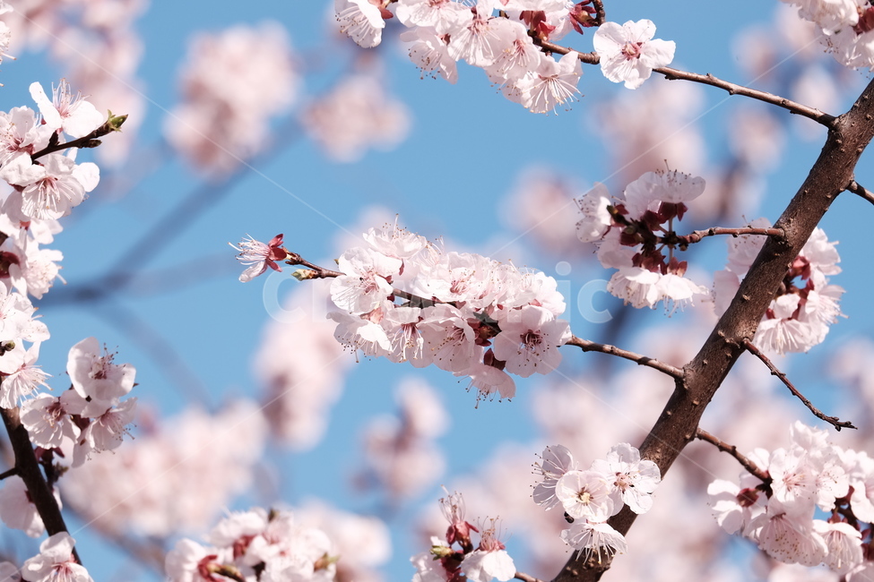 벚꽃,봄꽃,cherryblossom,flower,spring,봄하늘,하늘,봄,계절,spring,season,식물,자연,plants,nature,꽃,flower,plant