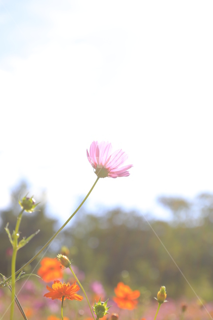 plant,식물,blossom,flower,꽃,식물,자연,plants,nature,꽃,flower
