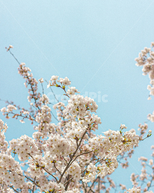 plant,식물,blossom,꽃,flower