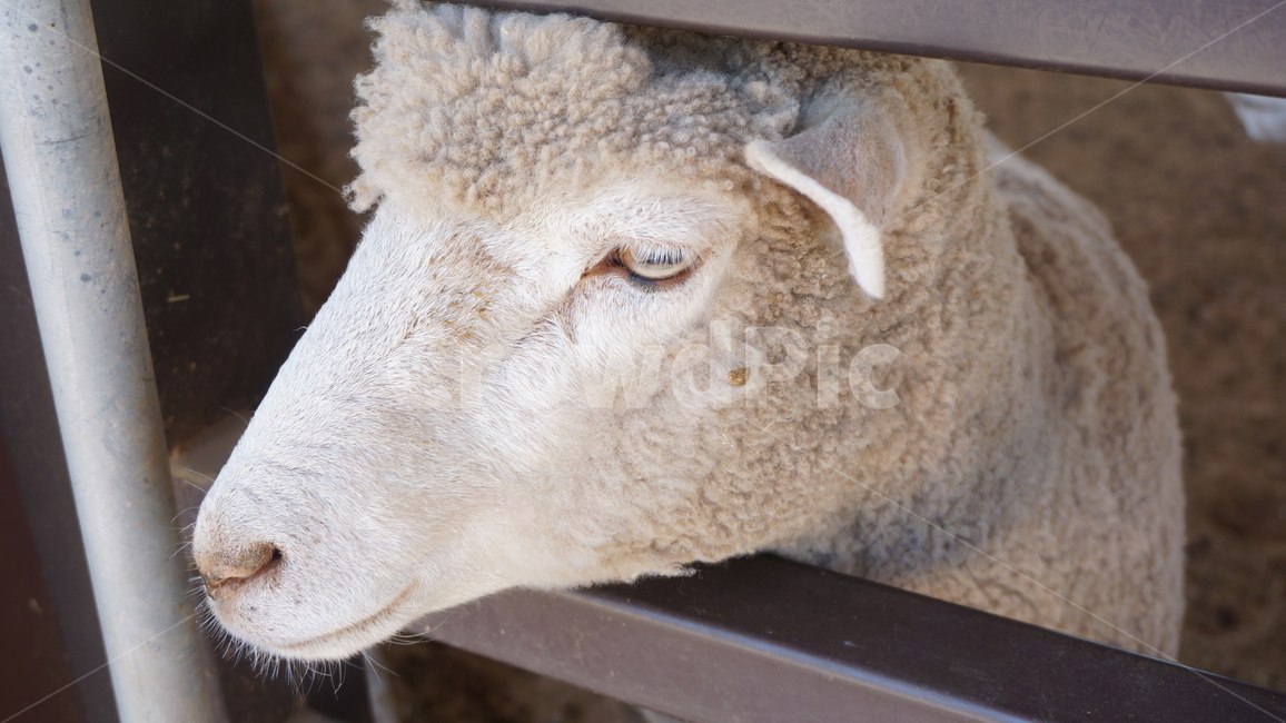 양,동물,animal,눈빛,sheep,귀여운동물,가축,바라봄,동물,animal,포유류,mammal
