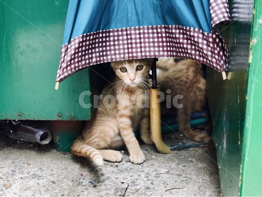 캣,고양이,네코,새끼고양이,동물,묘양이,강아지화보,사랑,애정,하트,cat