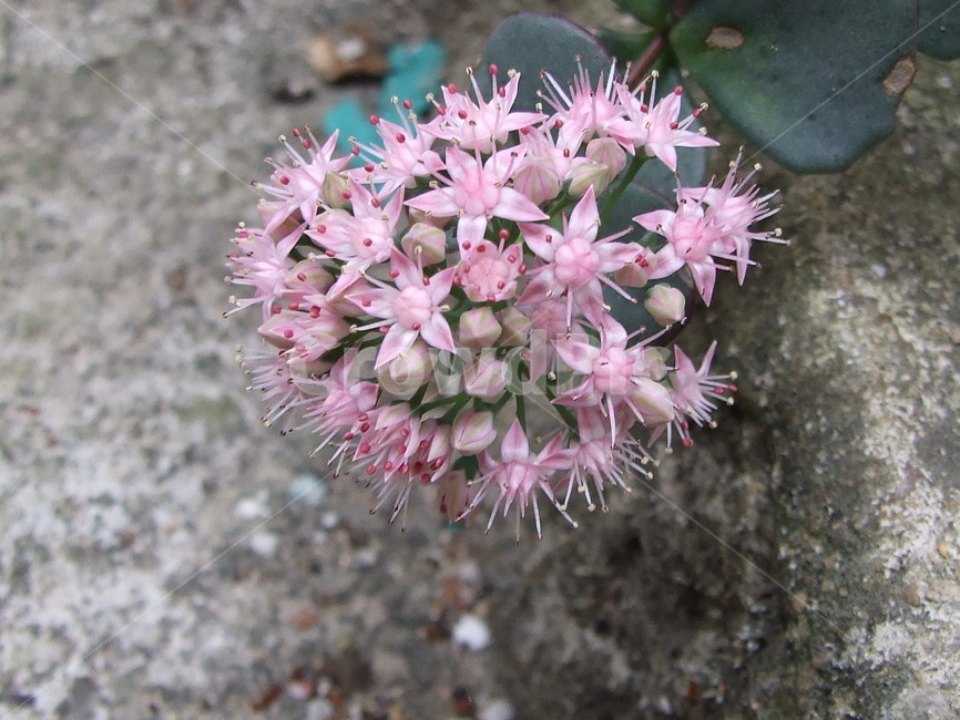 꽃,식물,꽃잎,flower,핑크꽃,식물,자연,plants,nature,꽃,flower