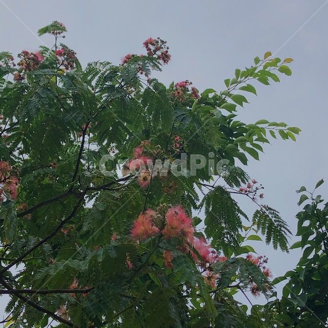 꽃,꽃나무,자귀나무,식물,tree