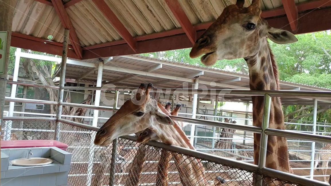 animal,동물,zoo,동물원,giraffe,wildlife,포유류,mammal,기린,야생동물
