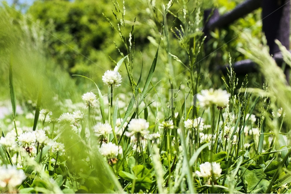 꽃,식물,자연,flower,감성,season