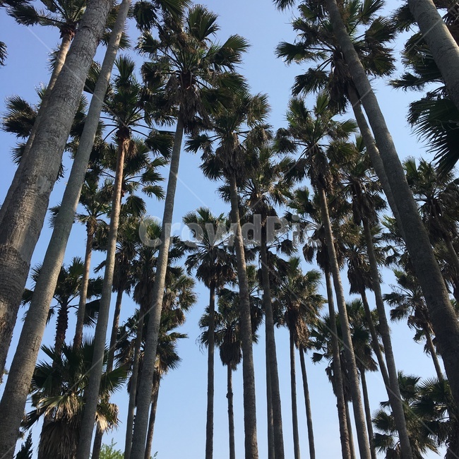 나무,제주도,하늘,풍경,야자수,청량,자연,자연,풍경,nature,landscape,식물,plants,나무,trees,wood,tree,plant,palm tree