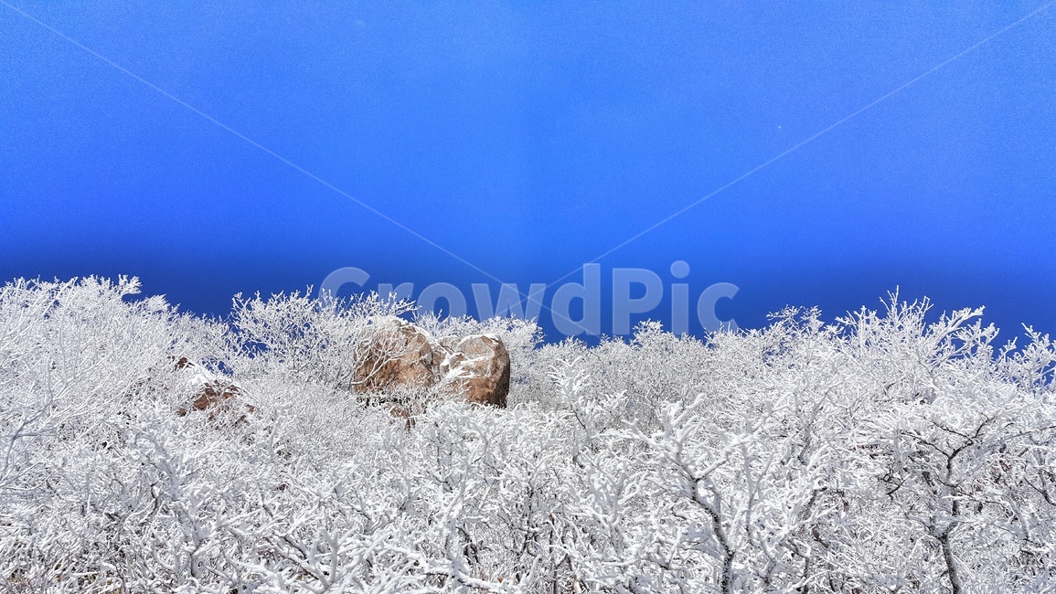 상고대,산,나무,눈,흰눈,하늘,구름,파란하늘,설결,설산,겨울산,속리산,겨울,계절,자연,풍경,winter,season,nature,landscape,눈꽃,겨울,계절,winter,season,자연,풍경,nature,landscape,outdoors,옥외,snow,frost,서리