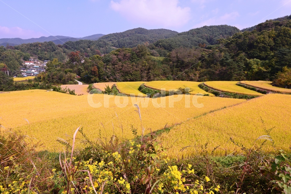 경남,거창,소야마을,농촌,들녁,황금들녁,벼,field,들,outdoors,옥외,nature,자연,경치,풍경,농업,농사,agriculture,farming,farming industry
