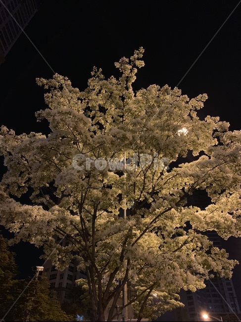 감성사진,밤벚꽃,경주,국내,나무