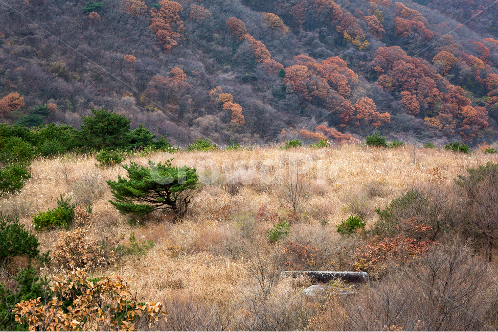 무등산,나무,숲,산길,산,억세,가을,계절,fall,autumn,season,자연,풍경,nature,landscape,한국자연풍경,한국자연경관,korea nature landscape,bush,부시,vegetation,초목,plant,식물,ground,바닥