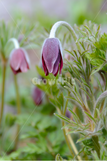 할미꽃,봄꽃,꽃,배추흰나비,나비,봄소식,자연,4월,식물,자연,plants,nature,꽃,flower