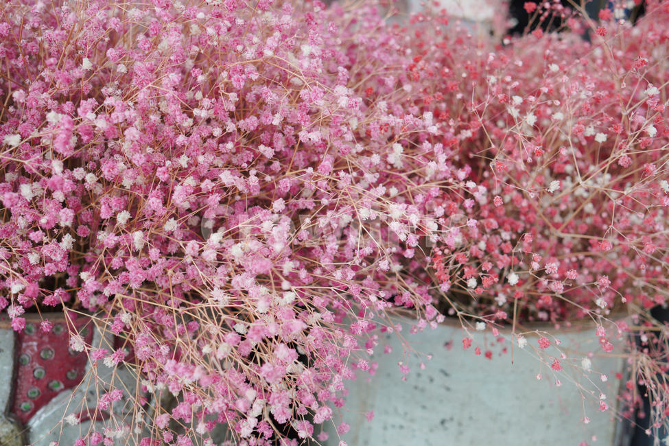 꽃,자연,접사,녹색,힐링,신선함,season,plants,nature,flower,sensible,feeling,색깔,색상,색채,색감,colorsense,colorsensitivity,feelingofcolor,감성,평온함,느낌,휴식,드라이플라워,핑크,안개꽃