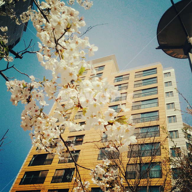벚꽃,봄,맑음,풍경사진,꽃,동네,도시,풍경,city,landscape,식물,자연,plants,nature,꽃,flower,plant