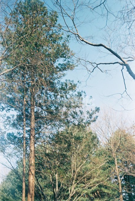 나무,하늘,맑다,필름사진,한적,자연,풍경,nature,landscape,tree,plant,식물