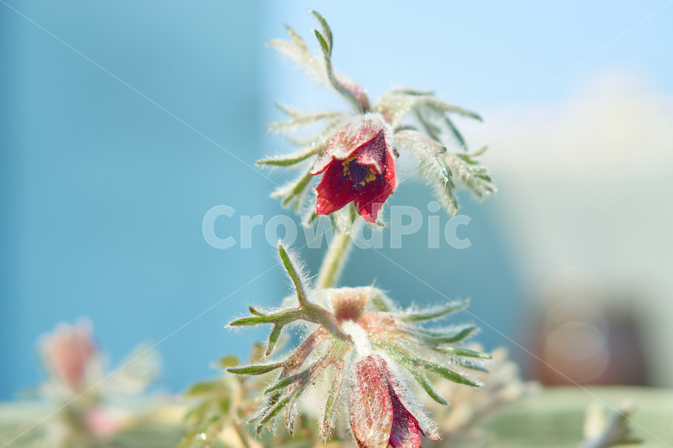 할미꽃,식물,봄,생화,조화,들꽃,약재,pasqueflower,flower,plant,nature,식물,자연,plants,nature,꽃,flower
