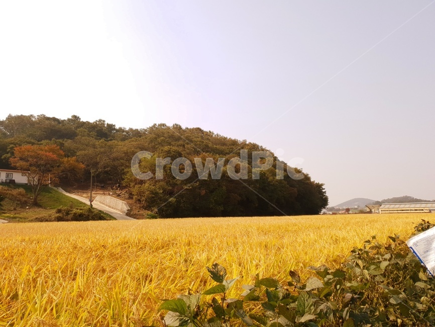 field,들,가을,논,벼,시골길,황금들녘,시골,가을,계절,fall,autumn,season,자연,풍경,nature,landscape