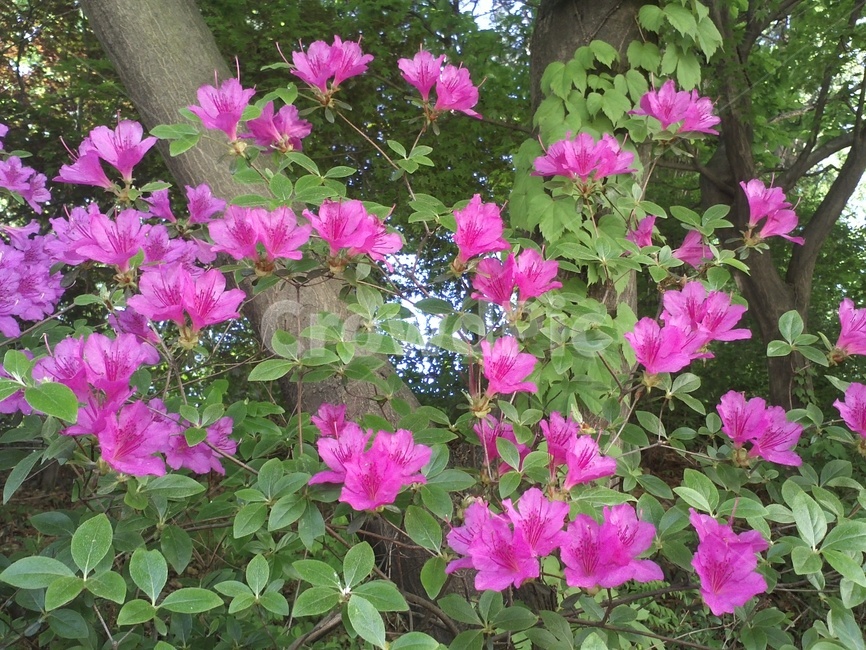 철쭉꽃,진달래과,낙엽관목,개꽃나무,관상용,철죽,조경용,식물,자연,plants,nature,꽃,flower