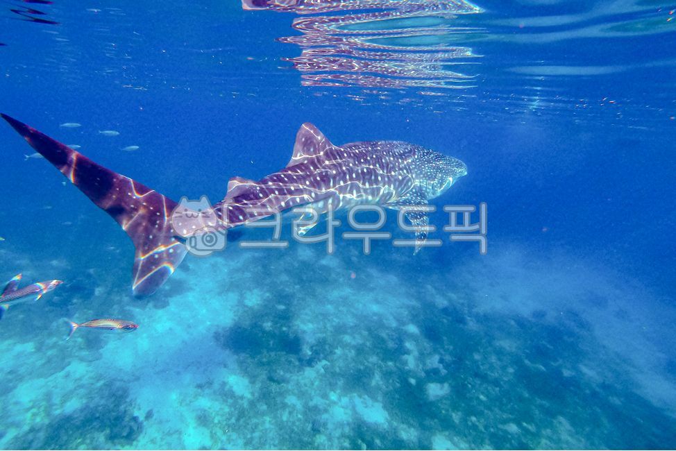 고래상어,바다,상어,아기상어,파란바다,여름,동남아,물,water,sea,황홀한,놀라운