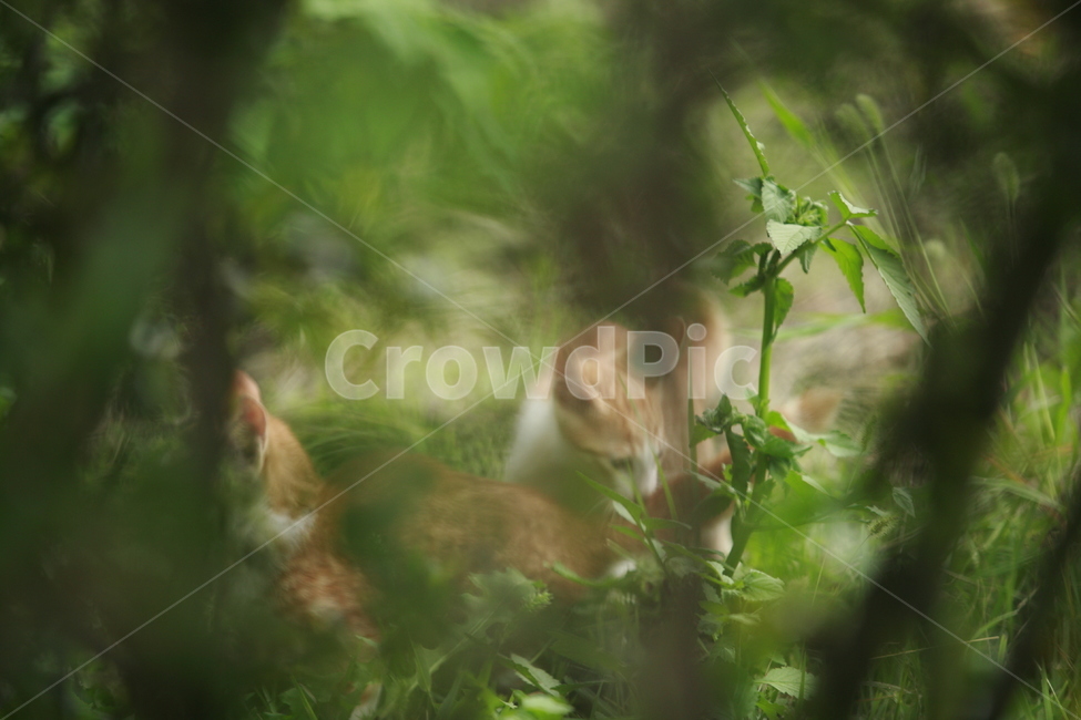 동물,고양이,길고양이,자연,냐옹이,동물,animal,포유류,mammal,고양이,cat,kitten,kitty