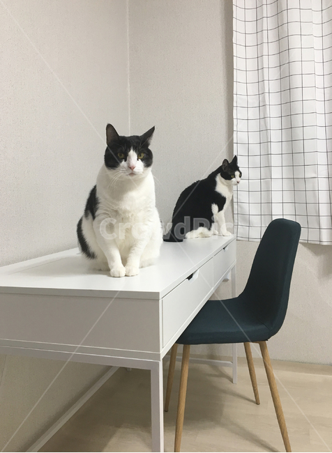 고양이,코숏,반려동물,반려묘,동물,책상,의자,두마리,앉기,얌전