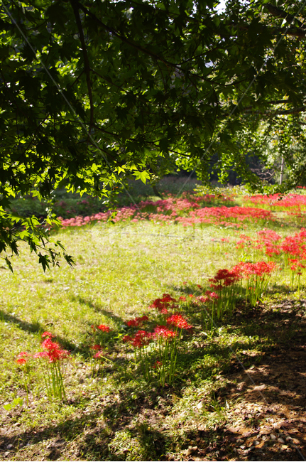 꽃,꽃무릇,가을,flower,color,식물,자연,plants,nature,꽃,flower