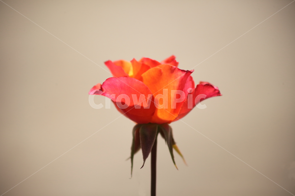 장미,꽃,식물,정원수,rose,식물,자연,plants,nature,꽃,flower