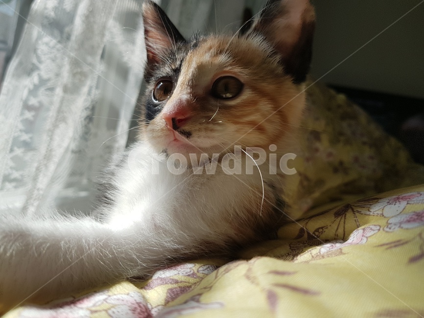 kitten,고양이새끼,pet,animal,동물,mammal,cat,고양이,따뜻함,침대위고양이,이불위고양이,복실복실,코리아숏헤어,동물,animal,포유류,mammal,고양이,cat,kitten,kitty