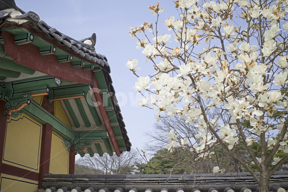 plant,식물,cherryblossom,벚꽃,flower,꽃,blossom,목련,magnolia,봄,spring,fresh,bluesky,korean,oriental,season,nature,tree