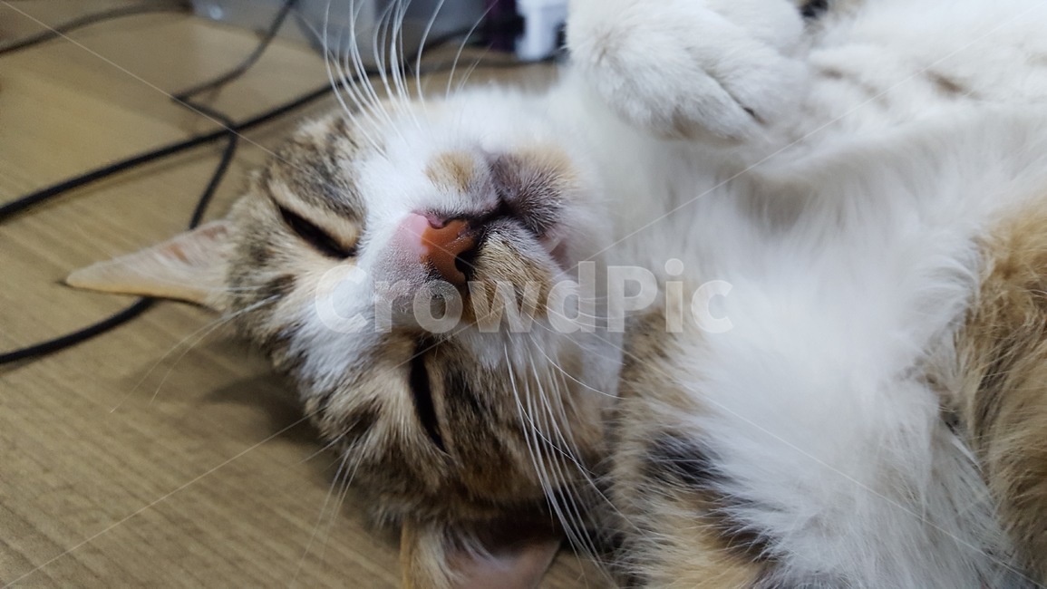cat,고양이,동물,길냥이,힐링