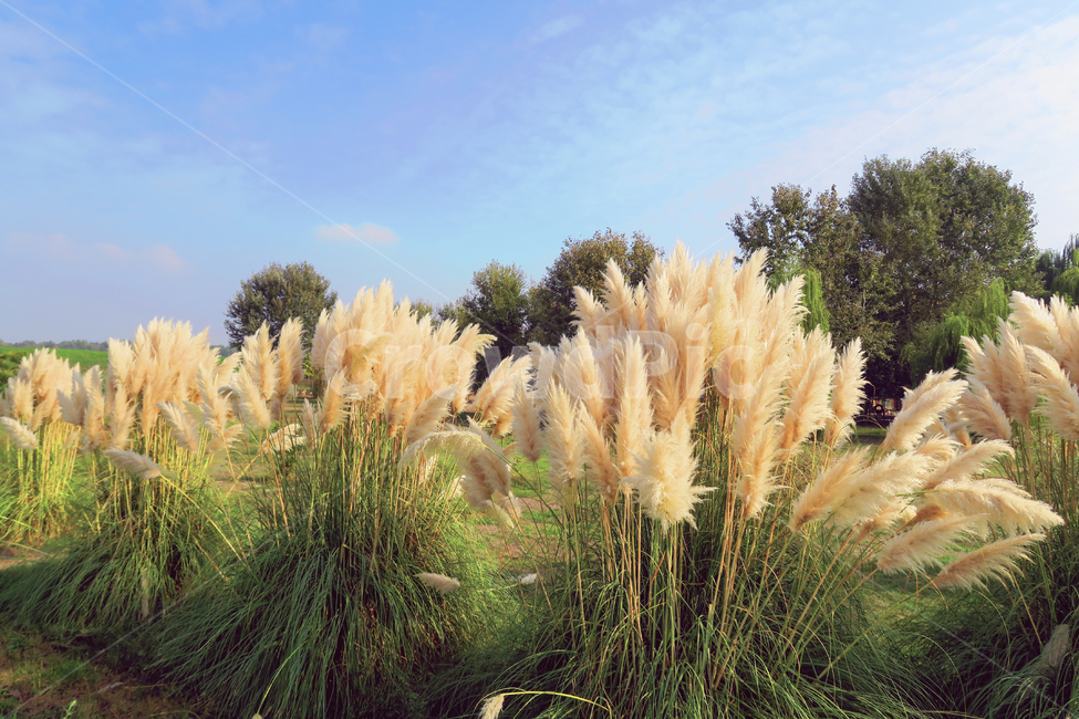 가을,풀,들판,하늘,잔디,grass,식물,plant,갈대,reed
