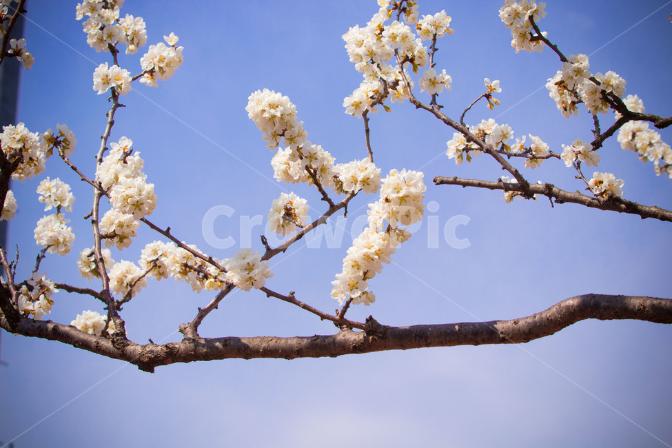 plant,식물,blossom,꽃,flower
