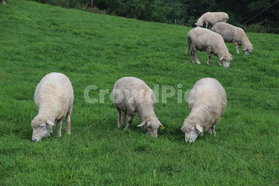 양,목장,초원,풀,포유동물,먹이,목축업,목축,양모,여름,농장,양털,sheep,green,field,countryside,grass,nature,mammal,livestock,white,wool,farmland,meadow,동물,animal,포유류,mammal,목축업,목장,livestock farming,ranching,pasture
