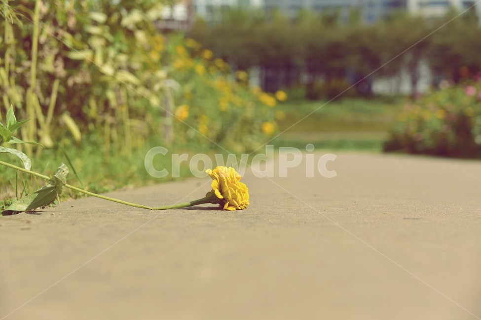 꽃,가을,코스모스,yellow,감성사진,레트로,식물,자연,plants,nature,꽃,flower