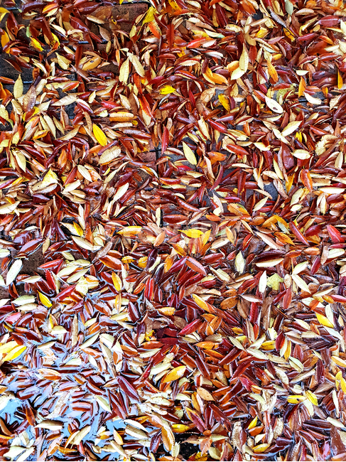낙엽,가을,가을낙엽,나뭇잎,단풍,fall,autumn,계절,season,감성,울긋불긋,풍경,나무,단풍잎,자연,식물,plants,nature,길거리,비,rainy,촉촉한,보도블럭,가을,계절,fall,autumn,season