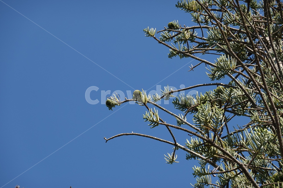 나무,식물,tree,plant,소나무,뉴질랜드,newzealand,해외,나무가지,하늘,sky
