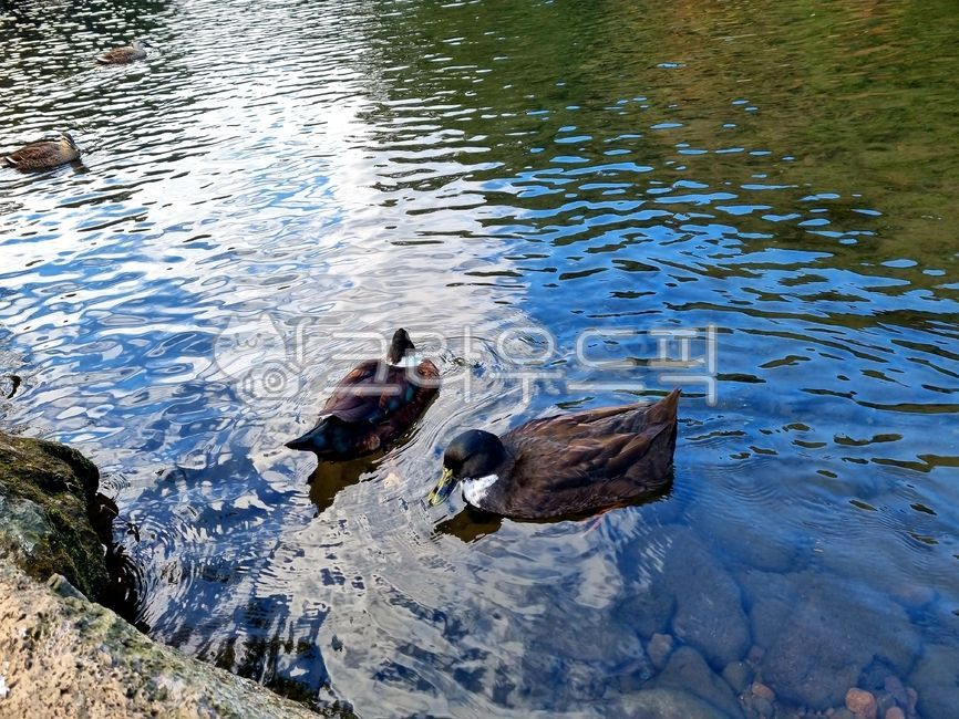 야생오리,물갈퀴,오리발,오리,청둥오리,bird,새,animal,동물,outdoors,물,water,옥외