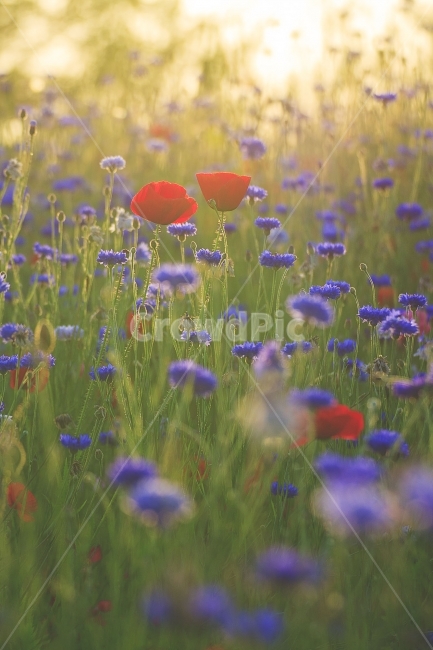 풍경,landscape,꽃,flower,양귀비,poppy,수레국화,cornflower,봄,식물,자연,plants,nature,꽃,flower,휴식,힐링,rest,relaxation,healing