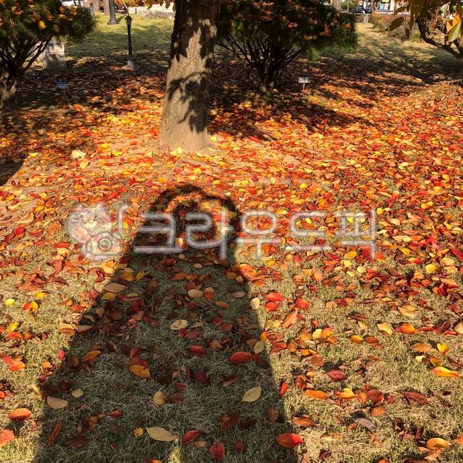 heart tree,surface,tree,leaf,fallen leaves floor,fallen leaves,plant,ground,autumn,heart shadow,Maple