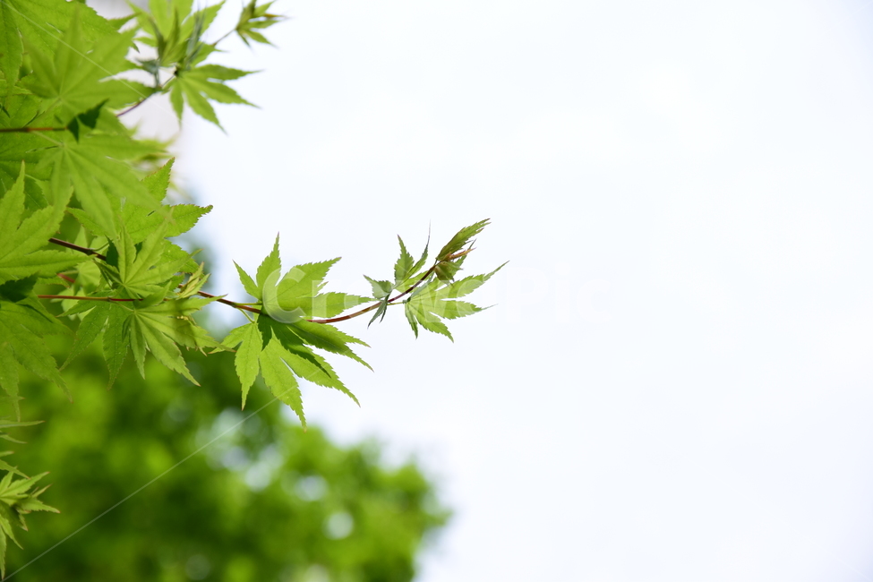 단풍,청단풍,단풍잎,잎사귀,녹색잎,초록,자연,식물,plants,nature,힌하늘,하늘,식물,자연,plants,nature