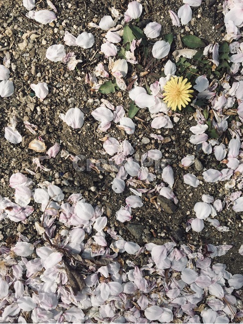 벚꽃,꽃잎,꽃,떨어진벚꽃,민들레,바닥,봄,식물,spring,cherryblossom,flower,blossom,plant