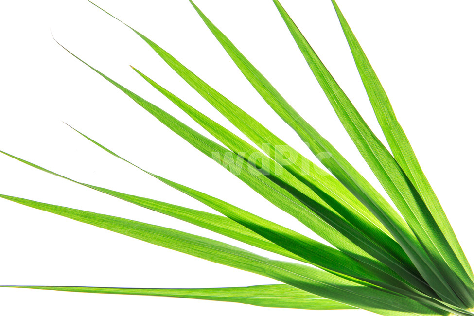 잎사귀,줄기,생명,봄,약동,식물,자연,plants,nature,누끼,remove background