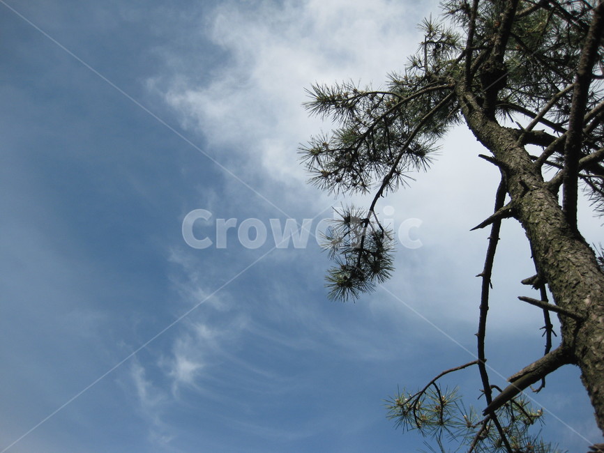 소나무,tree,sky,나무,plant,식물,하늘,nature,자연,계절,풍경,자연,풍경,nature,landscape,식물,plants,나무,trees,wood